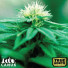 Green Crack X Somango Feminized Seeds (Canuk Seeds) - ELITE STRAIN