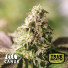 Ice Cream Cake Feminized Seeds (Canuk Seeds) - ELITE STRAIN