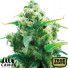 Lemon Diesel Feminized Seeds (Canuk Seeds) - ELITE STRAIN