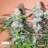 Northern Lights Auto Feminized Seeds (Canuk Seeds)