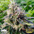 Northern Lights Fast Feminized Seeds (Canuk Seeds) 