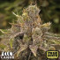 Permanent Marker Feminized Seeds (Canuk Seeds) - ELITE STRAIN