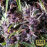 Purple FEMINIZED Seeds (Pyramid Seeds)