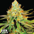 Sour Tangie Feminized Seeds (Canuk Seeds) - ELITE STRAIN