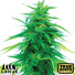 Tangie Feminized Seeds (Canuk Seeds) - ELITE STRAIN