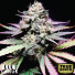 Tangie Purple Punch Feminized Seeds (Canuk Seeds) - ELITE STRAIN