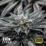 Grape Ape Feminized Seeds (Canuk Seeds) - ELITE STRAIN