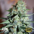 Quarter Pounder Auto Feminized Seeds (Canuk Seeds)