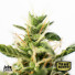 Amnesia Feminized Seeds (Canuk Seeds)