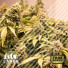 Blueberry Feminized Seeds (Canuk Seeds)