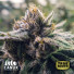 Chocolate Bruce Feminized Seeds (Canuk Seeds) - ELITE STRAIN - CLEARANCE