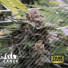 Double Chocolate Feminized Seeds (Canuk Seeds) - ELITE STRAIN 