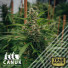 Gorilla Bruce Regular Seeds (Canuk Seeds) - CLEARANCE