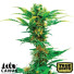 Jack Herer X White Widow Autoflowering Feminized Seeds (Canuk Seeds) - ELITE STRAIN