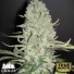Critical Widow Feminized Seeds (Canuk Seeds) - CLEARANCE
