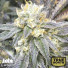 Zkittlez Auto Feminized Seeds (Canuk Seeds) - ELITE STRAIN