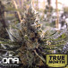 Kosher Tangie Feminized Seeds (DNA Genetics)