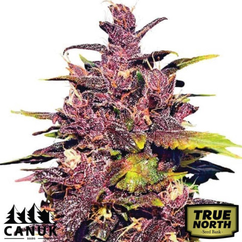【高濃度】H4CBHリキッド1ml Grand Daddy Purple Grand Daddy Purple Fast Version Feminized Seeds (Canuk Seeds