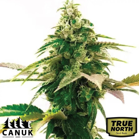 Lemon Zkittlez Autoflowering Feminized Seeds (Canuk Seeds) - ELITE