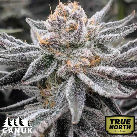 ★宗★ Purple Zkittlez Lemon Bean Feminized Seeds (Canuk Seeds) - ELITE
