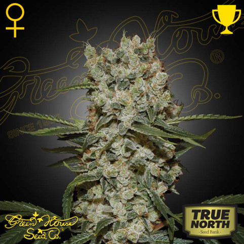 Super Silver Haze Feminized Seeds Green House Seed Co super-silver-haze-feminized-seeds-green-house-seed-co