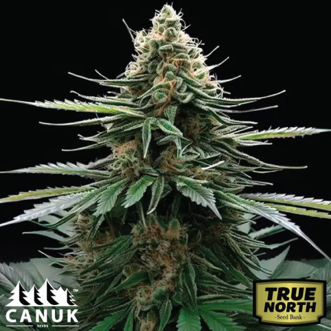 Wedding Cake x Zkittlez Autoflowering Feminized Seeds (Canuk Seeds