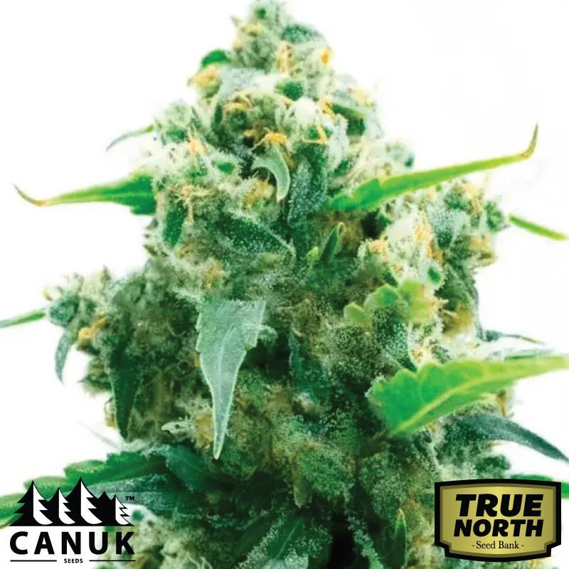 Lemon Diesel Feminized Seeds (Canuk Seeds) ELITE STRAIN