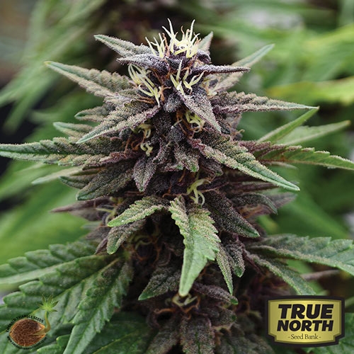 Royal Purple Kush CBD