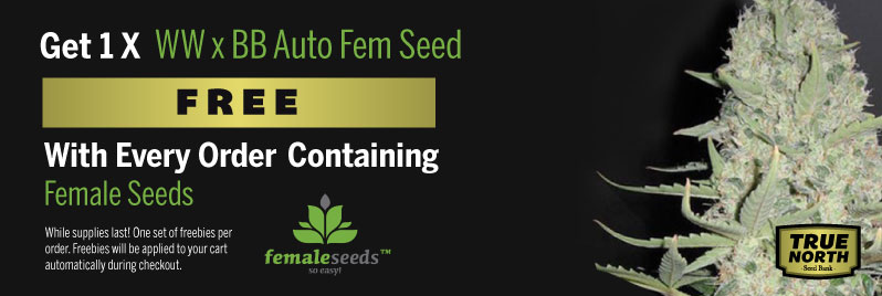 Female Seeds Promo