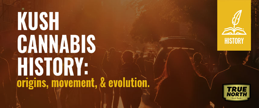 Kush Def Kush Cannabis History - Origins, Movement, & Evolution