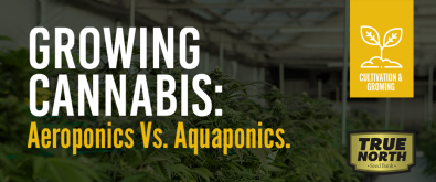 Growing Cannabis: Aeroponics Vs. Aquaponics