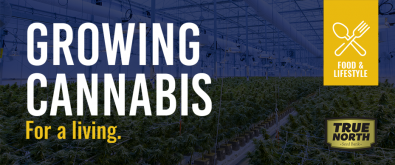 Growing Cannabis For A Living