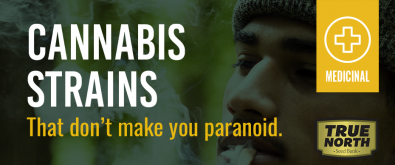 Cannabis Strains That Don't Make You Paranoid
