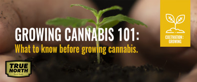Growing Cannabis 101: What To Know Before Growing Cannabis