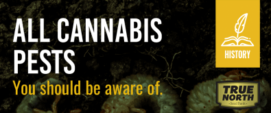 All Cannabis Pests You Should Know About