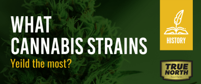 What Cannabis Strains Yield the Most