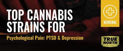 Top Cannabis Strains for Psychological Pain: PTSD Depression