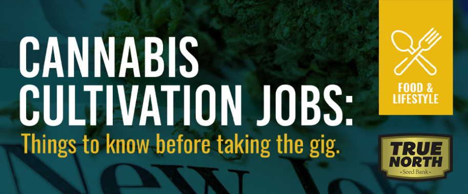 Cannabis Cultivation Jobs: Things to Know Before Taking the Gig