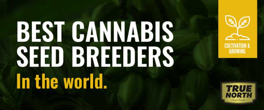 Best Cannabis Seed Breeders In The World