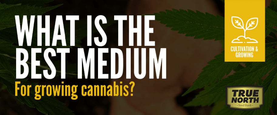 What Is The Best Medium For Growing Cannabis?