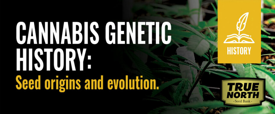 Cannabis Genetic History: Seed Origins & Evolution