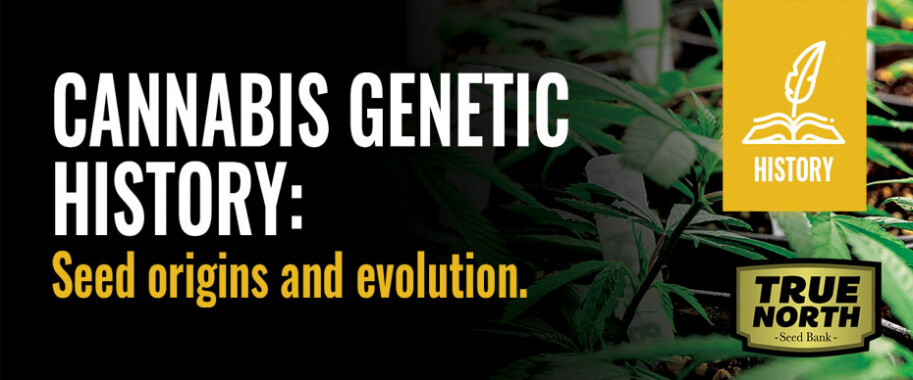Cannabis Genetic History: Seed Origins & Evolution