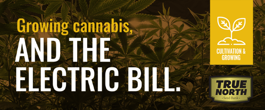 Growing Cannabis Indoors: Electric Bill