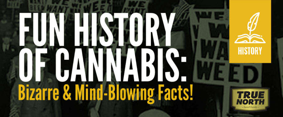 Fun History Of Cannabis: Bizarre & Mind-Blowing Facts