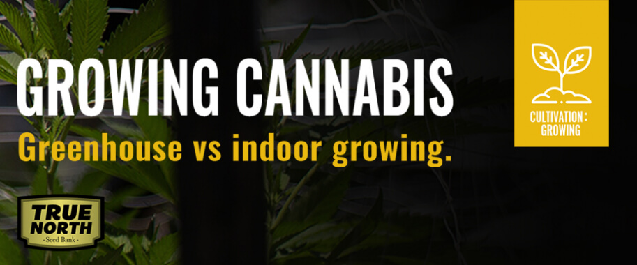 Growing Cannabis in a Greenhouse Vs Growing Indoors