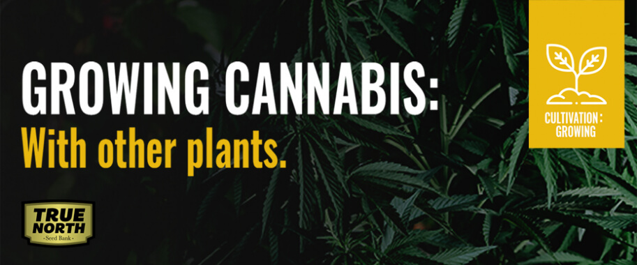 Growing Cannabis With Other Plants: Increase Yield & Prevent Pests 