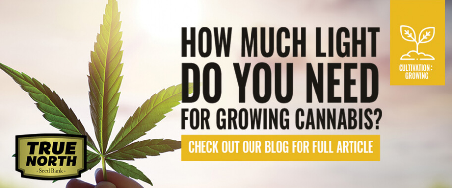 How Much Light Do You Need For Growing Cannabis?