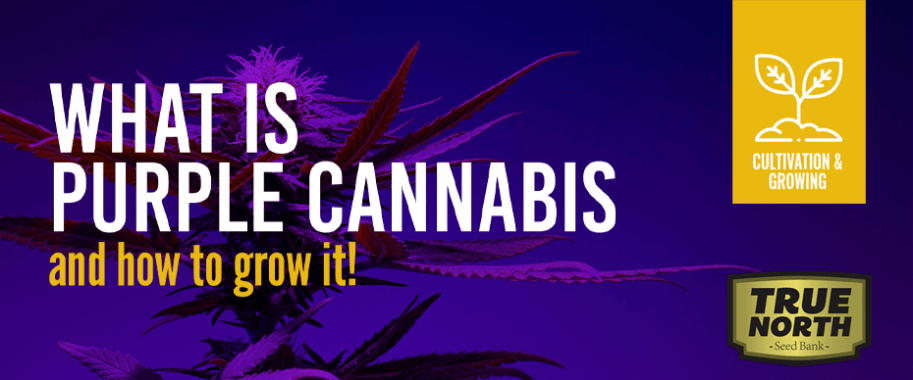 What Is Purple Cannabis And How To Grow It?