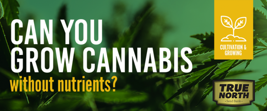 Can You Grow Cannabis Without Nutrients?