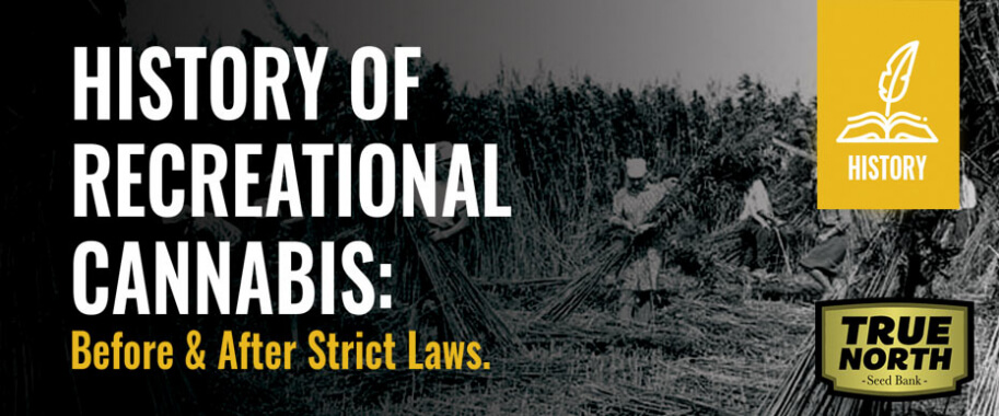 History Of Recreational Cannabis: Before & After Strict Laws